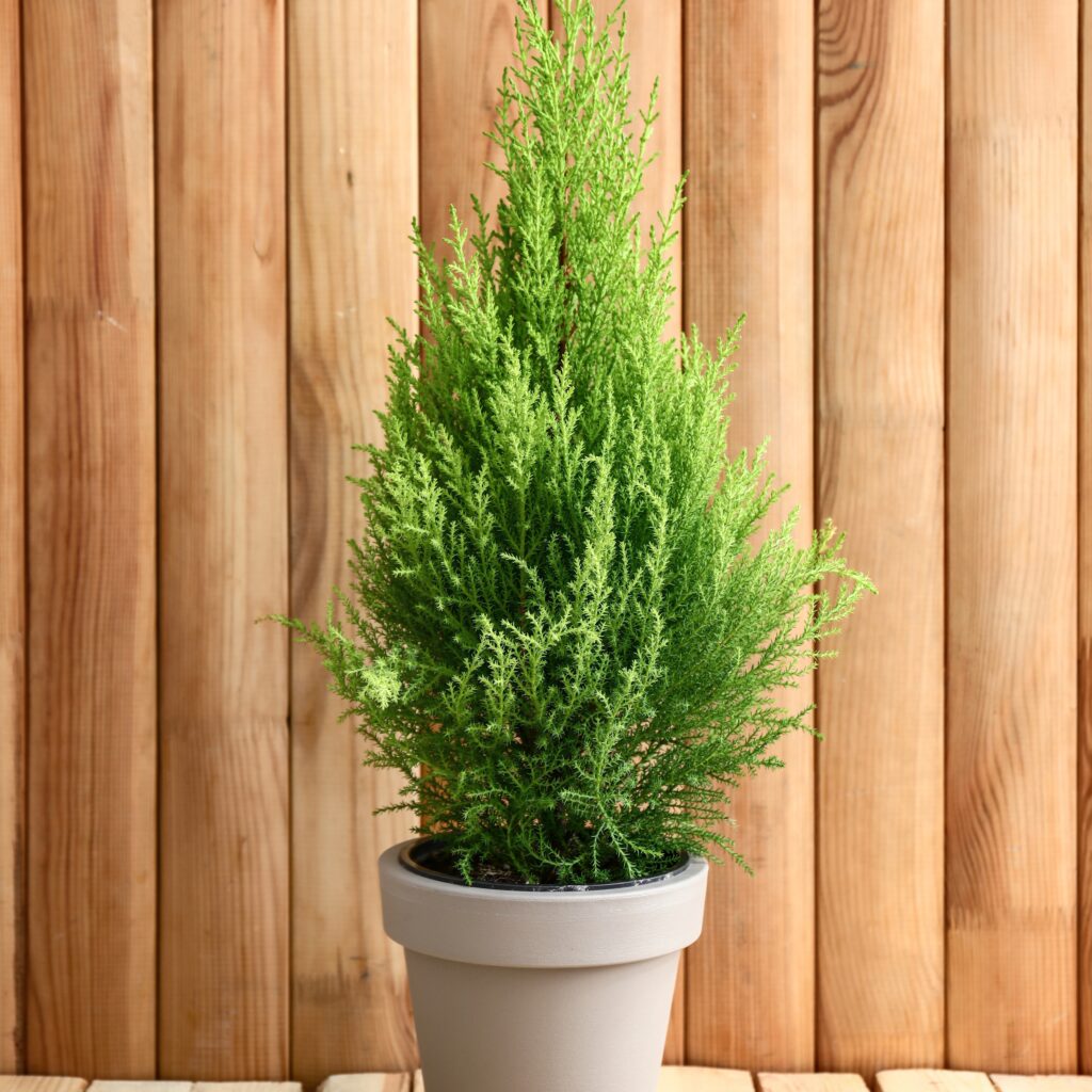 outdoor tree